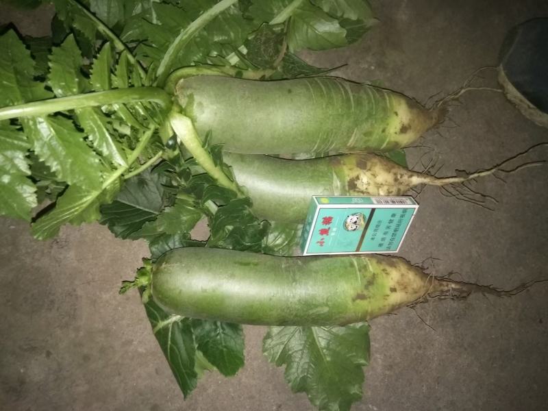 山东平度莱西水果萝卜大量上市青萝卜