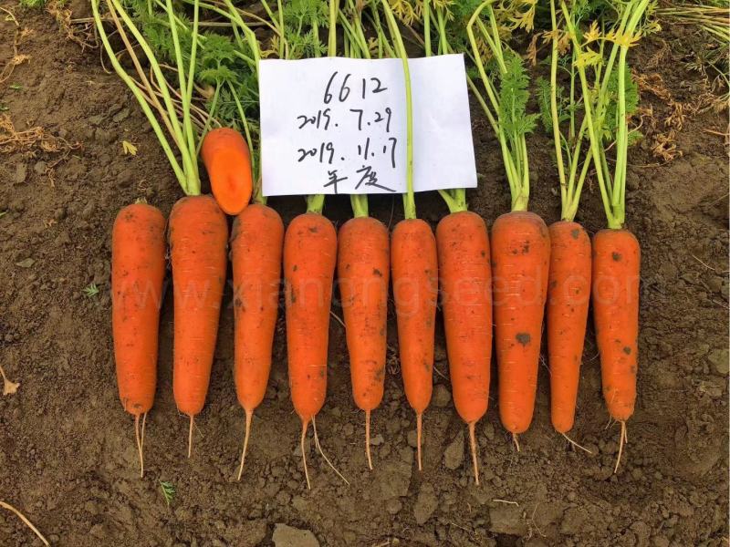 山东青岛平度莱西胡萝卜大量出库中