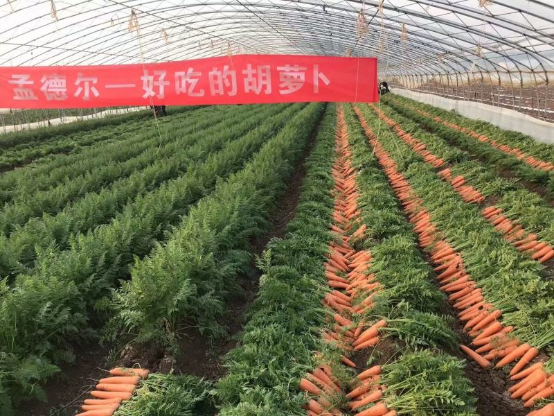 山东青岛平度莱西胡萝卜大量出库中