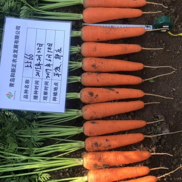 山东青岛平度莱西胡萝卜大量出库中