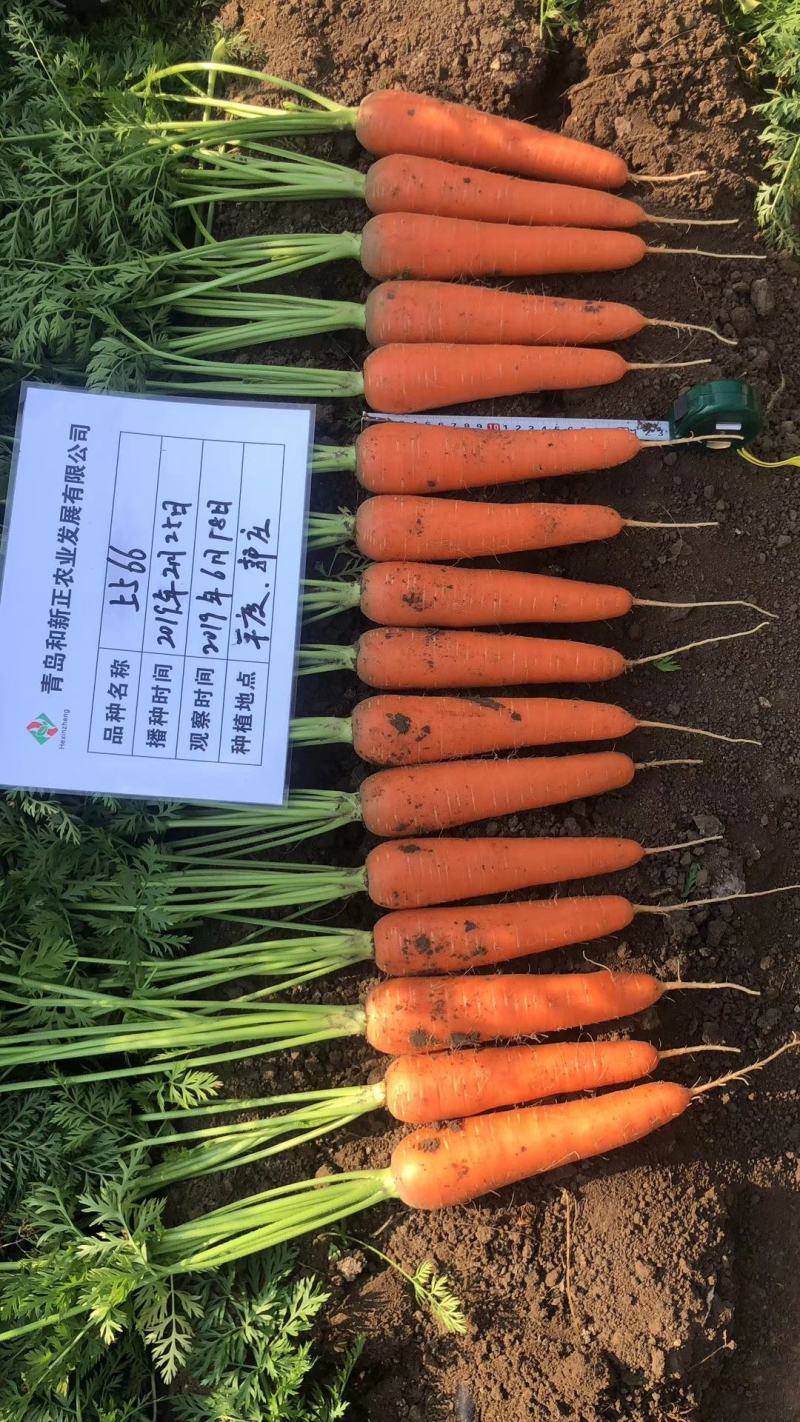 山东青岛平度莱西胡萝卜大量出库中
