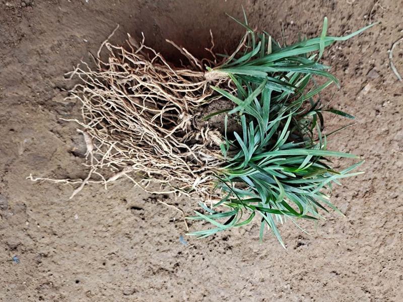 麦冬草日本矮麦冬玉龙草25斤起批包邮发货3元一斤！