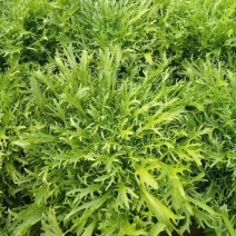 优质小叶苦菊，大量供应