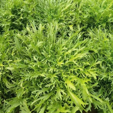 优质小叶苦菊，大量供应