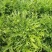 优质小叶苦菊，大量供应