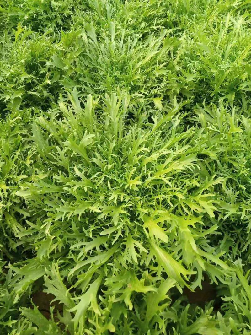 优质小叶苦菊，大量供应