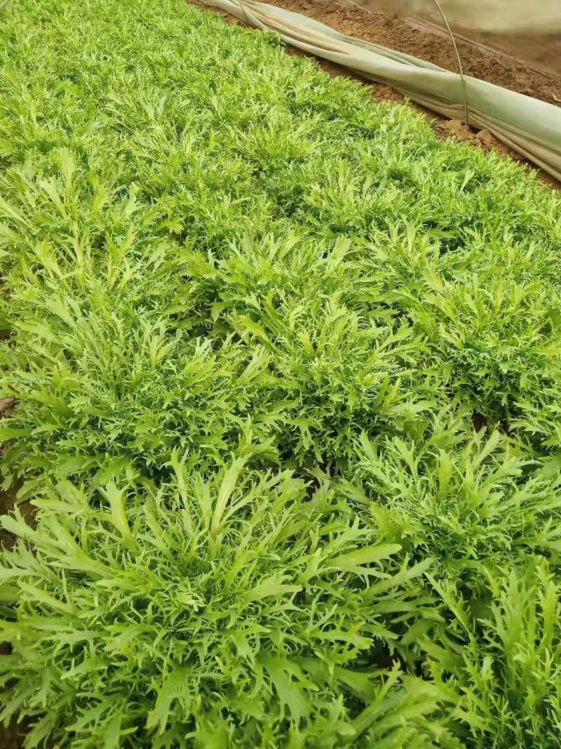 优质小叶苦菊，大量供应