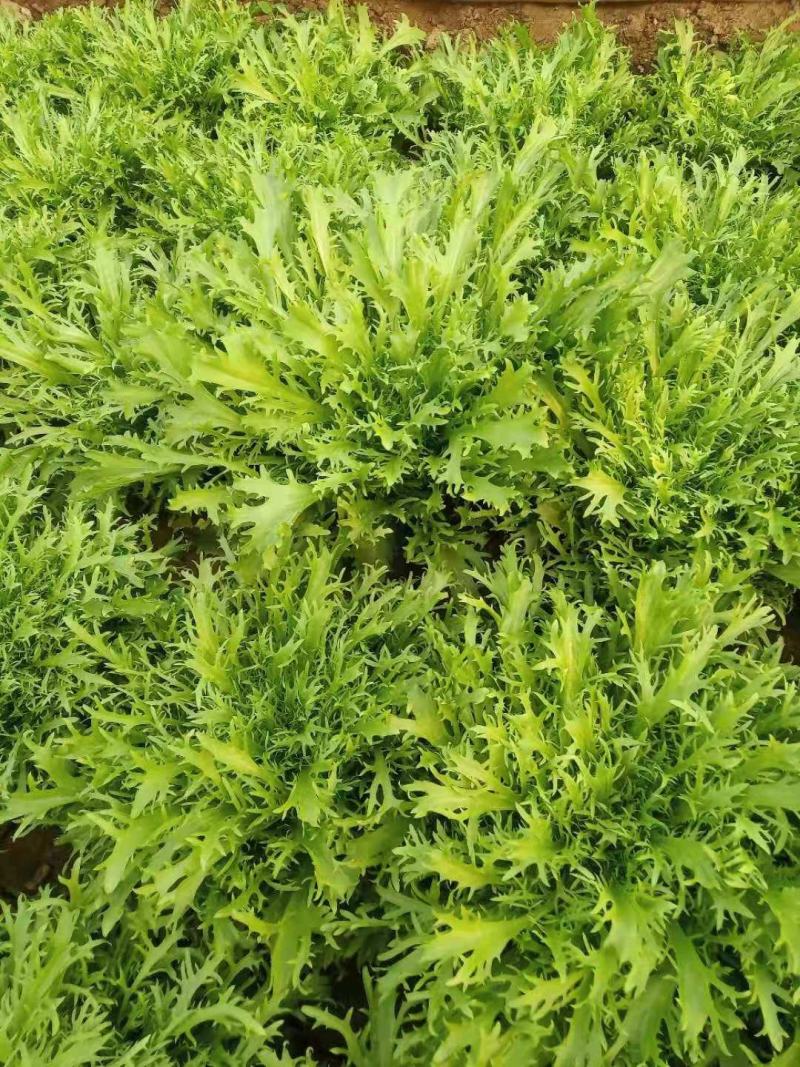 优质小叶苦菊，大量供应