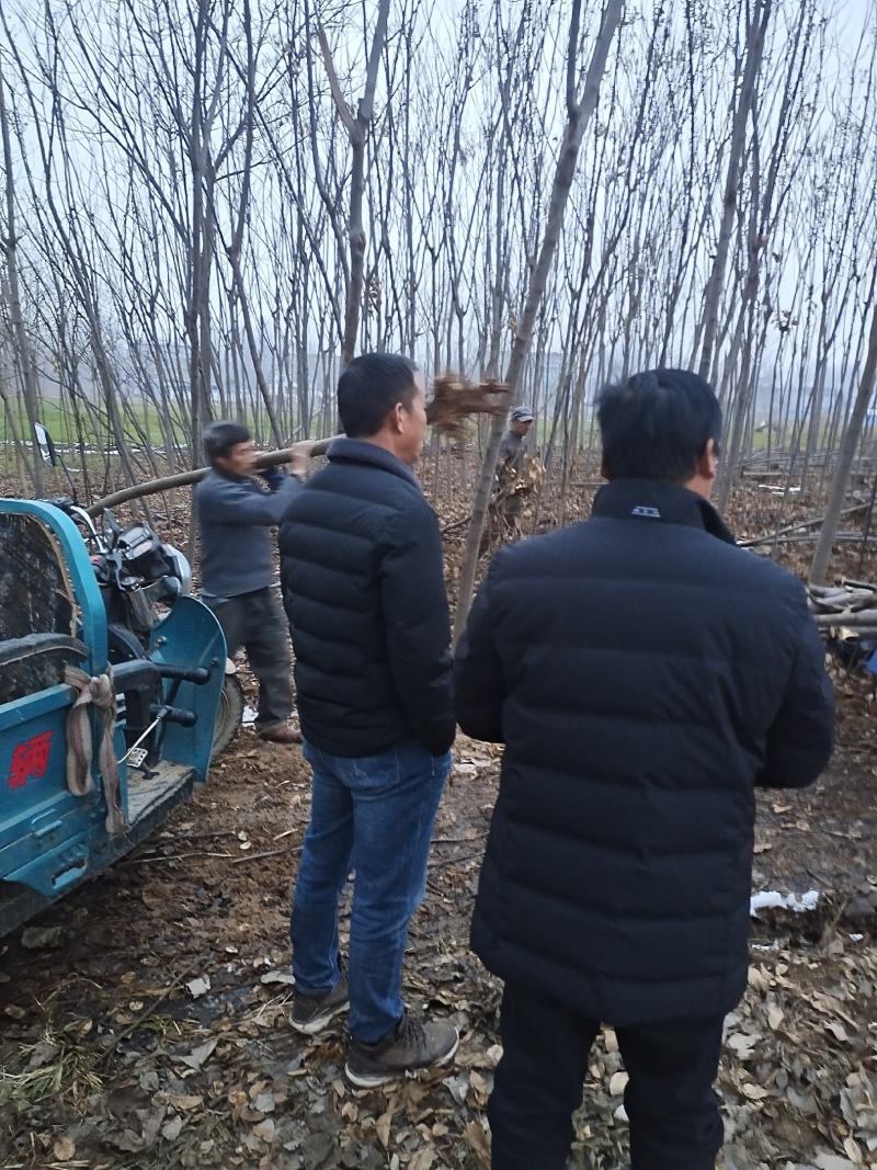 栾树5公分裸根上车价18元一颗可视频看货选货一亩田线上！