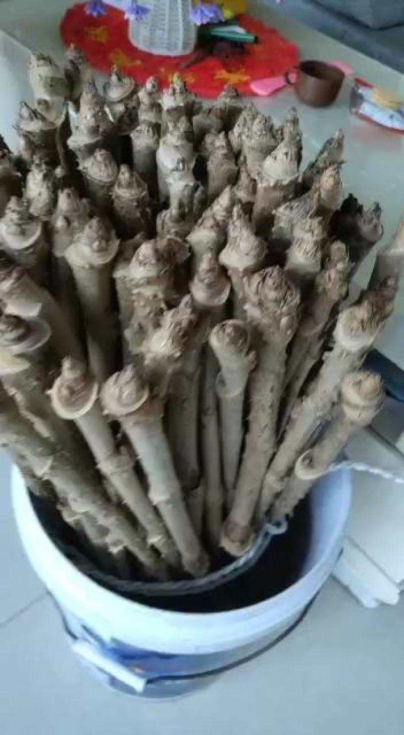 刺嫩芽种子刺脑包种子乌龙头种子已经催芽实验完成