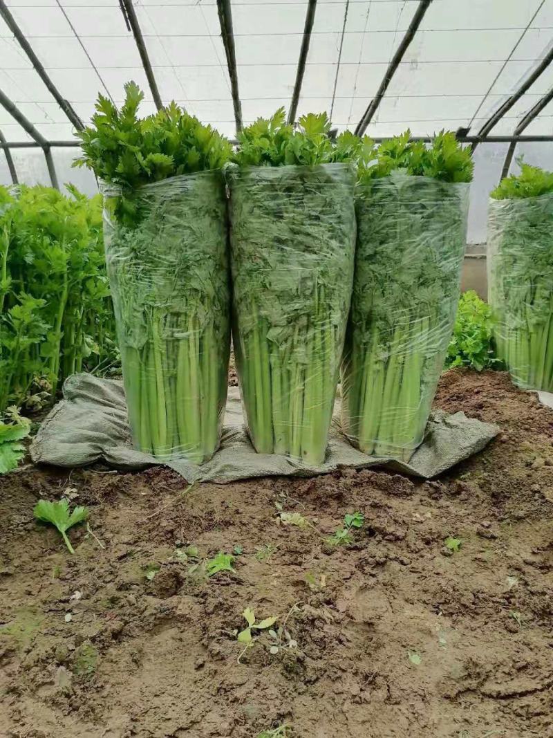 芹菜上市啦，欢迎您前来采购，高度:55-75公分