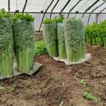 芹菜上市啦，欢迎您前来采购，高度:55-75公分
