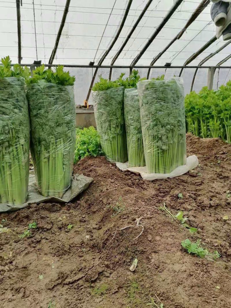 芹菜上市啦，欢迎您前来采购，高度:55-75公分