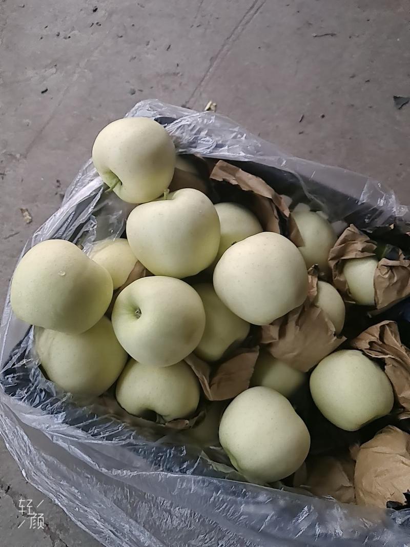 河北金帅苹果80mm以上纸袋，个大果面白