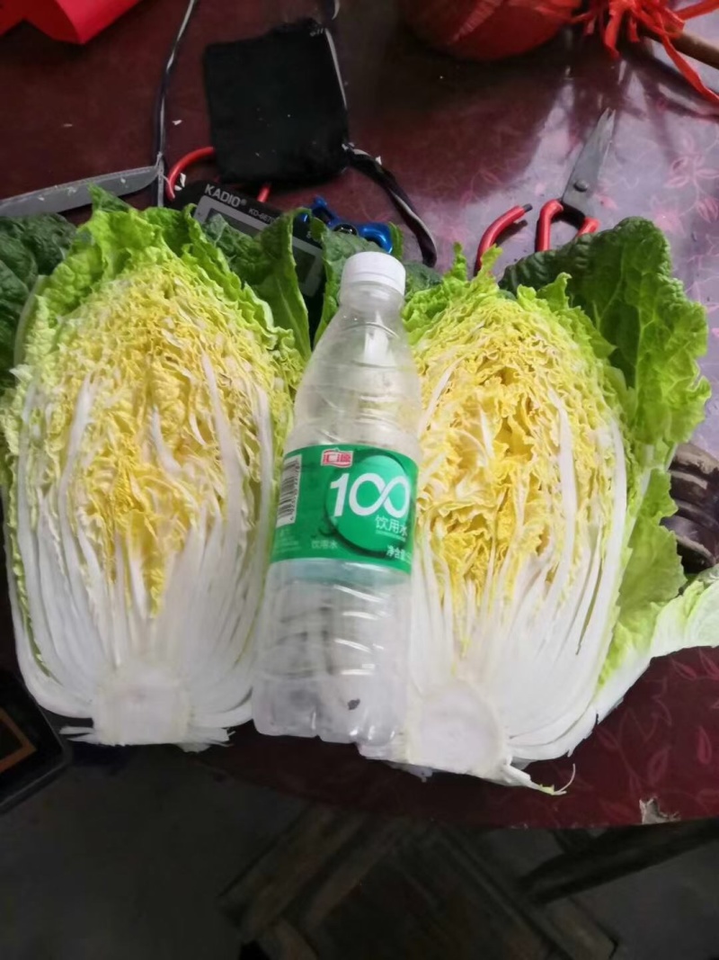 湖北高山反季节大白菜山地黄金基地直供