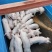 【优选】山东潍坊外三元仔猪长白小猪约克仔猪健康好猪
