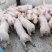 出售山东优质外三元仔猪二元母猪小猪猪苗沂蒙黑猪
