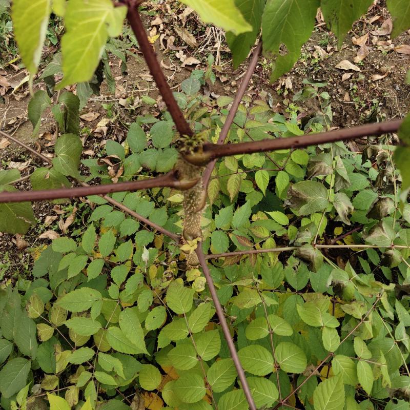 刺龙芽苗乌龙头树苗乌龙头种子，刺嫩芽苗及种子