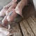 外三元仔猪，猪苗小猪确保健康，防疫到位，防控严格