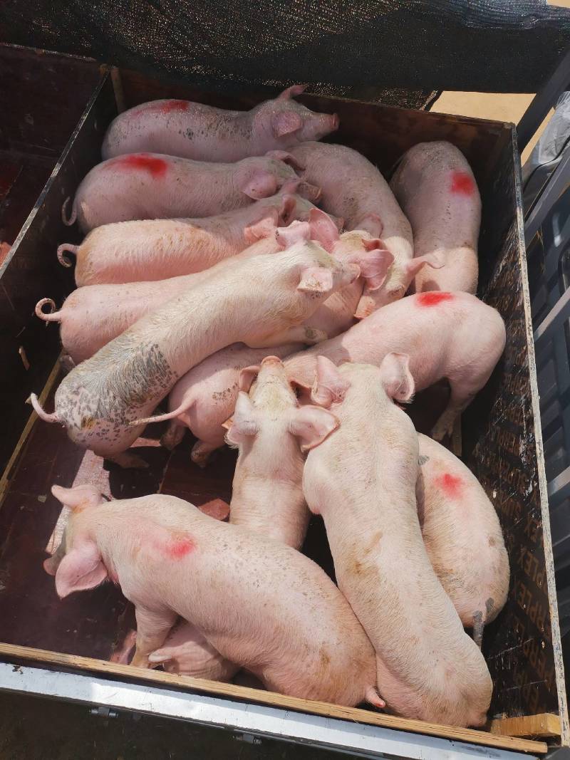 【福建三元猪仔健康】防疫规范品质纯正代办运输检疫