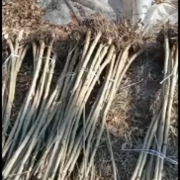 大量出售1/3公分料桑苗千余亩