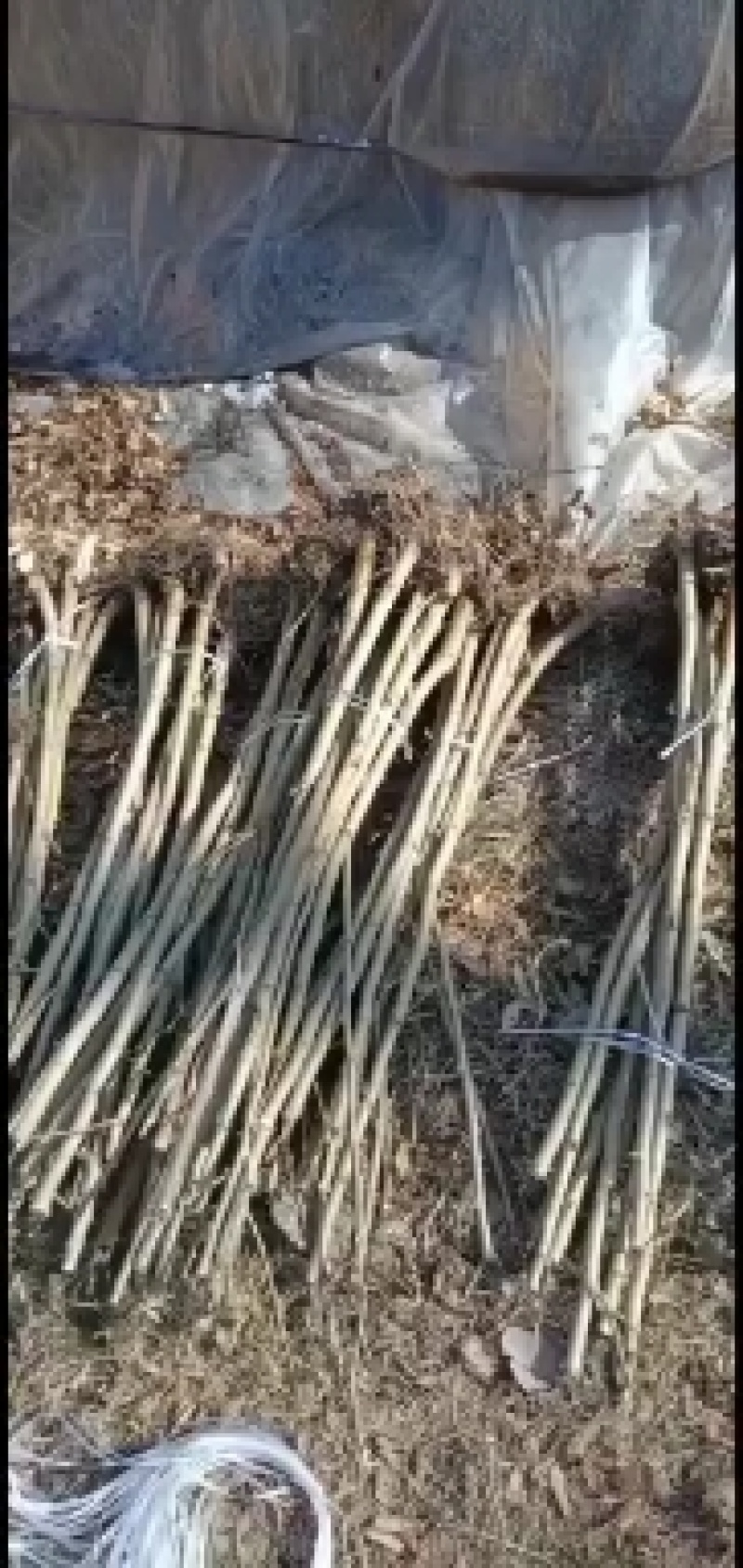 大量出售1/3公分料桑苗千余亩
