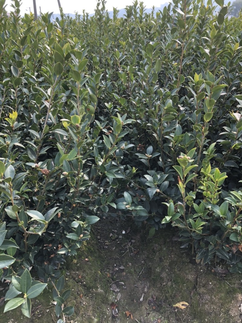 湖南湘林系列优质高产嫁接油茶长年低价出售！
