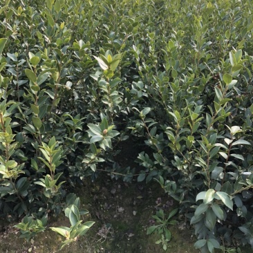 湖南湘林系列优质高产嫁接油茶长年低价出售！