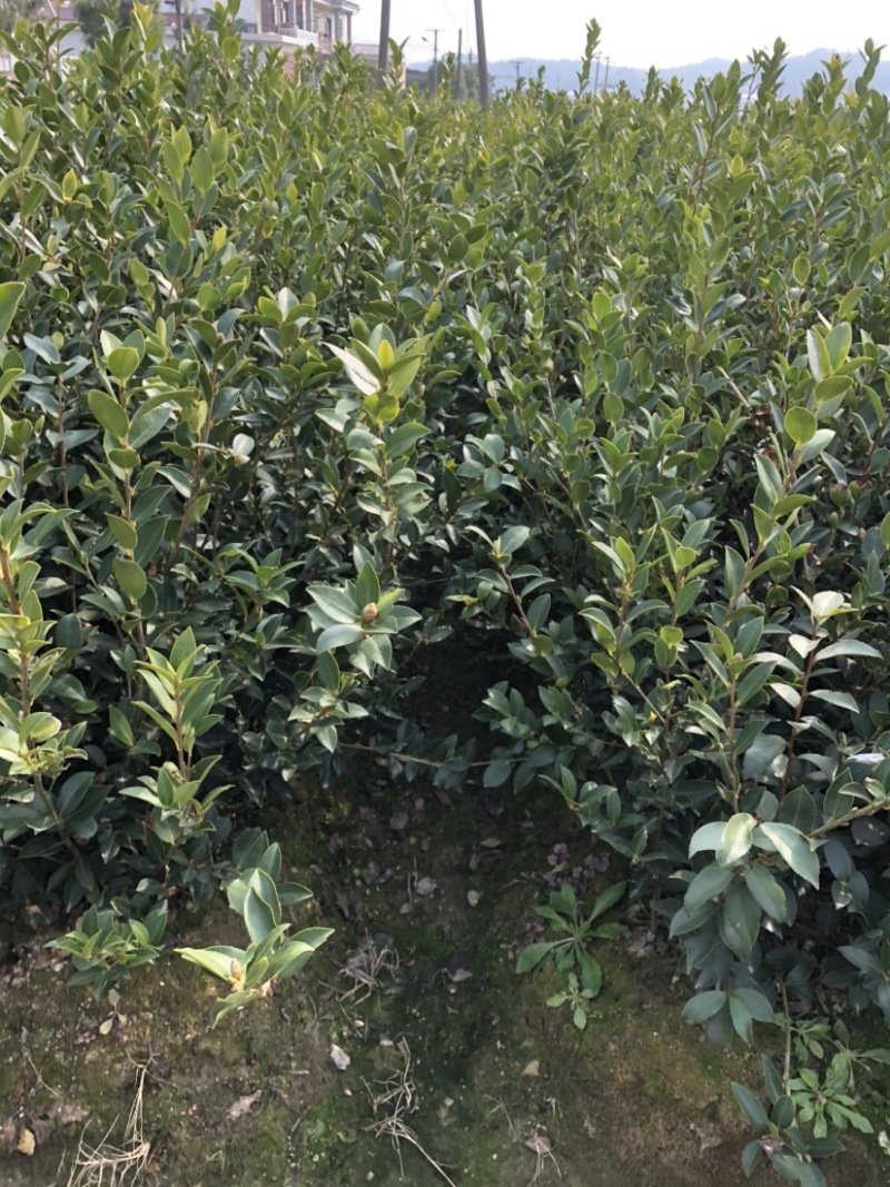 湖南湘林系列优质高产嫁接油茶长年低价出售！