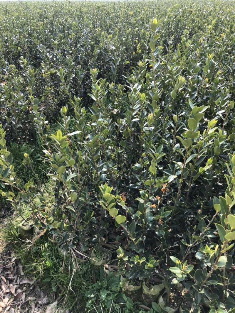 湖南湘林系列优质高产嫁接油茶长年低价出售！