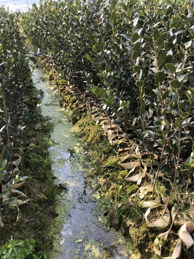 湖南湘林系列优质高产嫁接油茶长年低价出售！