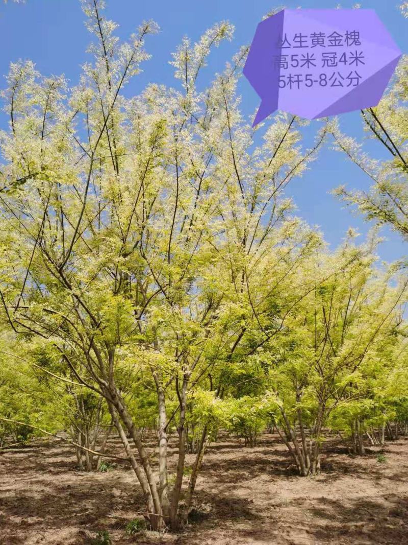 丛生金枝槐，金枝国槐，丛生国槐，基地直供，规格齐全，电讯