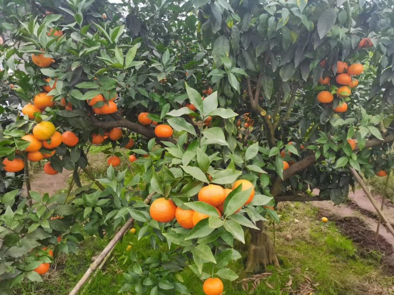 爱莎枝条，华美1号柑橘枝条，鲜枝条批发