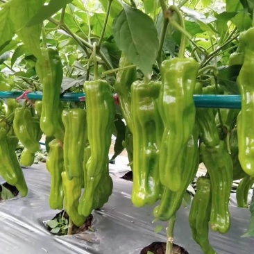 薄皮辣椒大量批发各种蔬菜苗嫁接苗