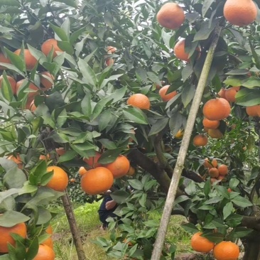 爱莎枝条，华美1号柑橘枝条，鲜枝条批发
