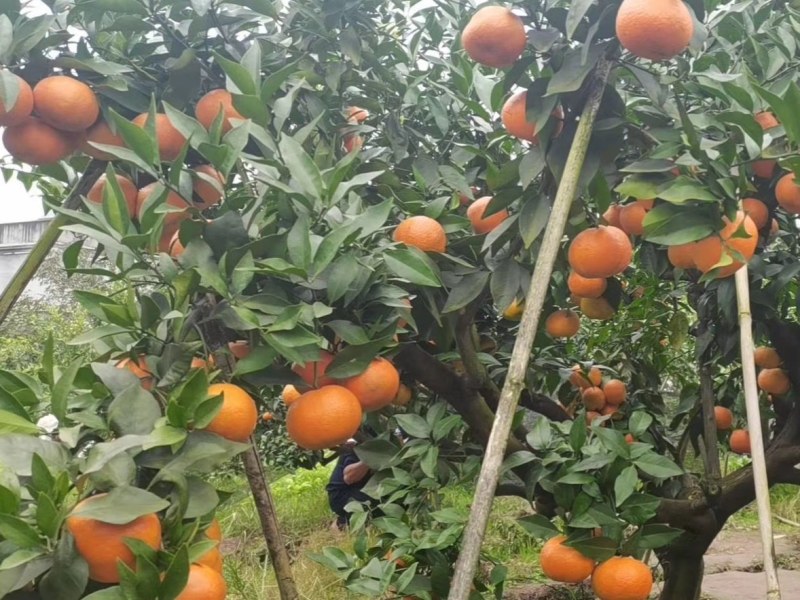 爱莎枝条，华美1号柑橘枝条，鲜枝条批发
