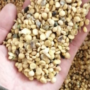 黄豆瓣，朝阳北票的黄豆瓣