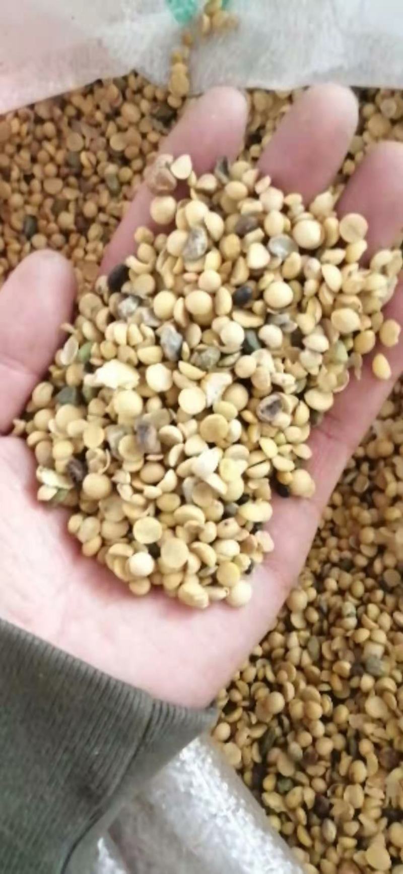 黄豆瓣，朝阳北票的黄豆瓣