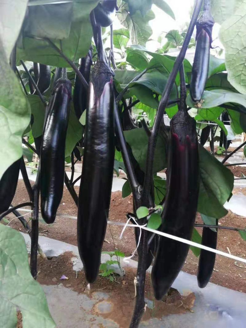 (包邮)茄子苗黑萼长茄子基地直供免费提供技术指导