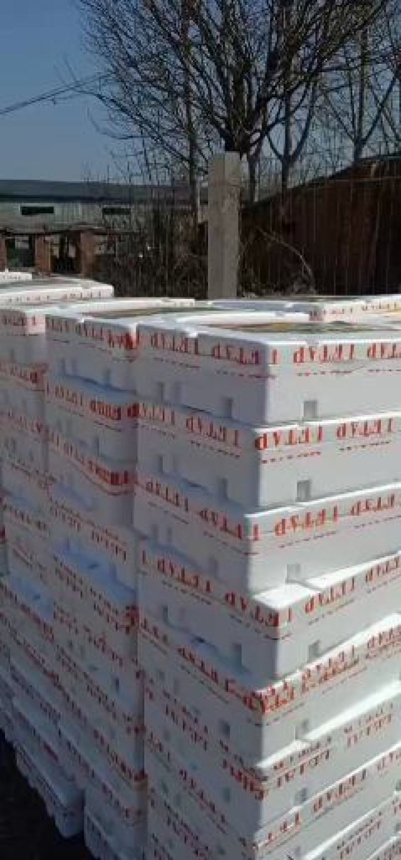 山东潍坊羊角蜜甜瓜[产地直供]货源充足适合电商微商批发
