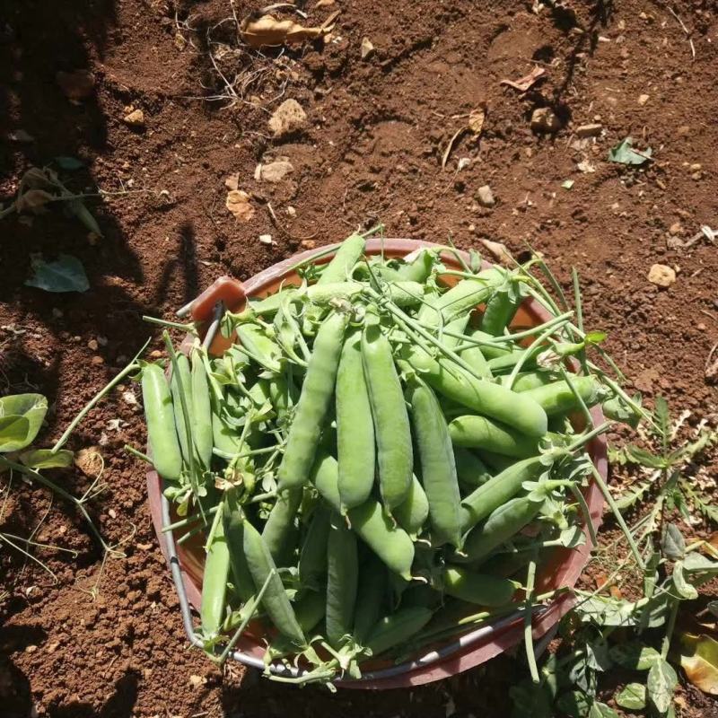 【新鲜采摘】云南新鲜豌豆带壳豌豆新鲜青豌豆现摘带壳豌豆荚
