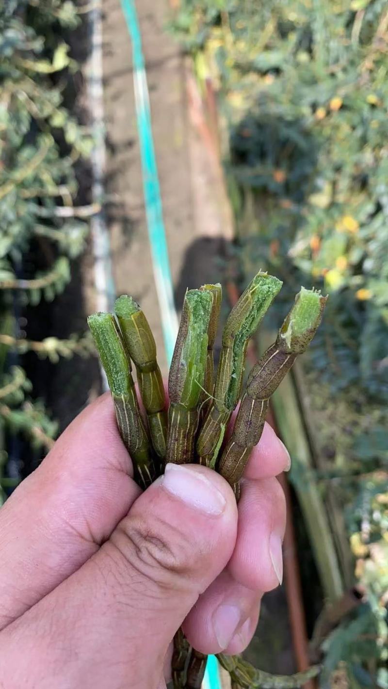 霍山铁皮石斛寸金，一件代发，合作社自产自销