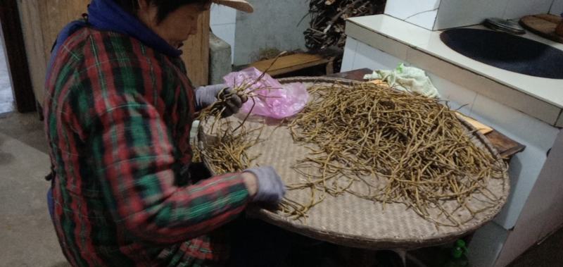 霍山铁皮石斛寸金，一件代发，合作社自产自销