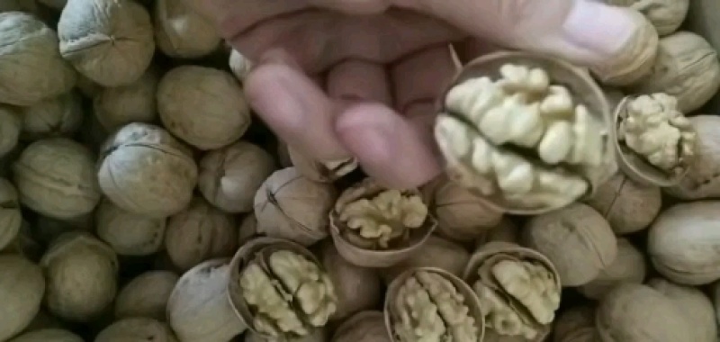 新疆阿克苏185纸皮核桃仁白仁黄仁红仁黑仁