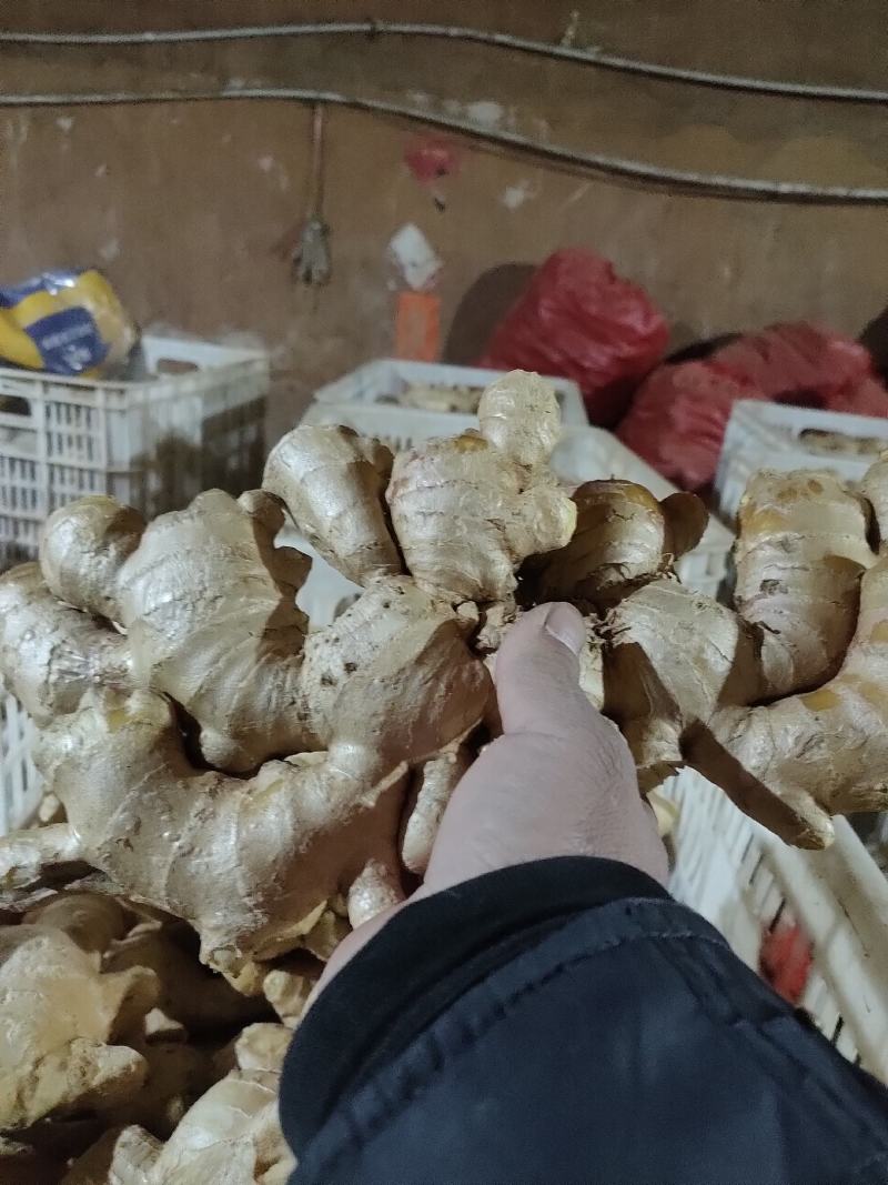 山东大黄姜货源充足质量保证一条龙服务，产地直发