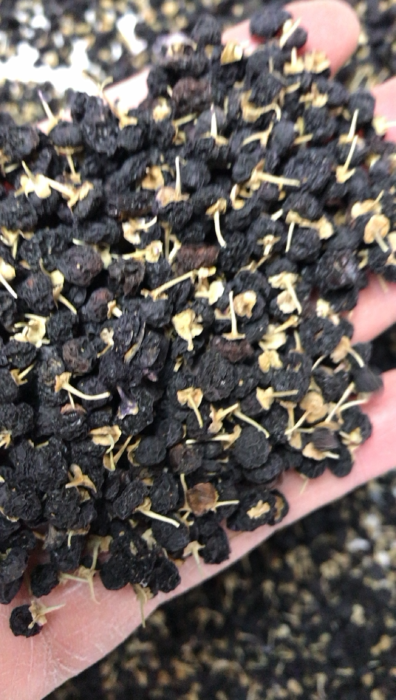 甘肃特产中黑枸杞老百姓自己种植的农作物