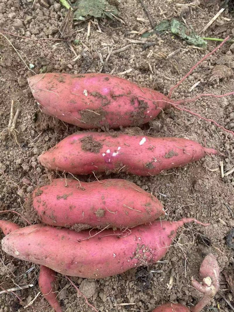白心奶油白芋、牛奶番薯，红皮白瓤，粉、糯、甜，安徽阜阳