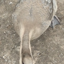 合浦狮头鹅黑狮鹅大肥鹅