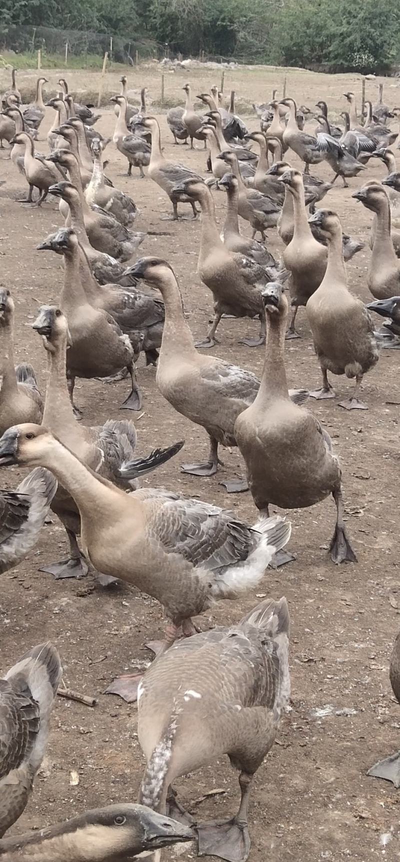 合浦狮头鹅黑狮鹅大肥鹅