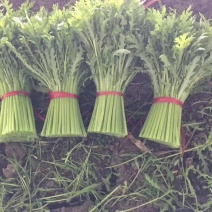 精品光杆茼蒿大量上市